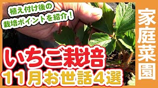 Strawberry management in the vegetable garden in November.