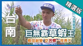 台灣第一等【巨無霸草蝦王 餵食苦螺一夜長大】台南_精選版