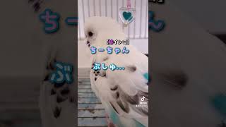 【おしゃべりインコ】嫉妬をこじらせましたw                          #おしゃべりインコ #セキセイインコ #shorts