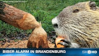 SKB HD | BIBER ALARM IN BRANDENBURG