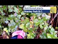 Nutritional plants that can be found in Vancouver's Stanley Park