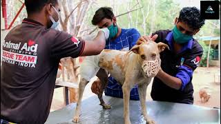 ভয়ংকর বিপদ থেকে রক্ষা পেলো এই প্রানীগুলো