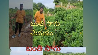 #బంతి #సాగు #అగ్రికల్చర్ #agriculture #farming