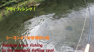 管理釣り場くろやのニジ【フライフィッシング】fly fishing managed fishing spot