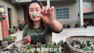 3年没换过盆的多肉，今天全部拔出来，看看多肉大户如何修根的？