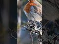 robins on the fife coastal path robin birdvideos