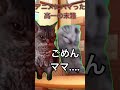 猫ミーム 休日にアニメを見過ぎた高一の末路... 猫ミーム　 猫マニ　 猫マニア　 アニメ　 ネタ　 日常　 猫　 creepy nuts