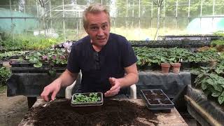 How to grow violas from seed part 2 @stinkyditchnursery750 April ‘22