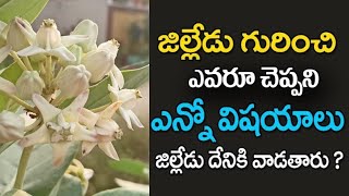 ఇంట్లో జిల్లేడు చెట్టు ఉండటం వలన కలిగే ఫలితం..? #తెల్లజిల్లేడు ప్రయేజనాలు | Health_Tips_Telugu