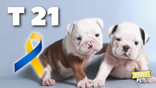 Down Syndrome in Dogs? Its Possible!