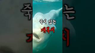 소문과는 다른 개복치의 비밀