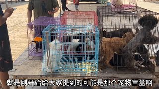 不少賺！專倒騰各種寵物犬，不論健康品相出手概不負責，給錢就賣