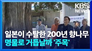 일본이 수탈한 200년 향나무…명물로 거듭날까 '주목' / KBS  2024.05.06.