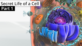 The Secret Life of a Cell, Part 1 - Organelles