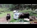 kodaikanal residents request to chase away wild buffaloes into the forest