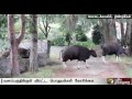 kodaikanal residents request to chase away wild buffaloes into the forest