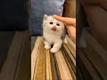 omg cute baby cat 🤩😻 shorts