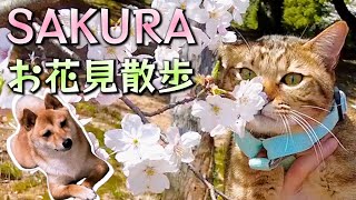 柴犬と猫と桜【お花見散歩してきた‼︎】