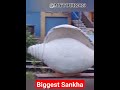 সবথেকে বড় শঙ্খ দীঘায় গেলে মিস করবেন না .... viral digha sankha subscribe