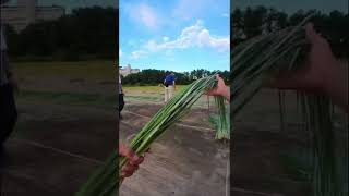 七島藺の浜干し(Drying shichitoui grass at the beach)