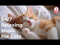 🔴[LIVE] Cat Music🎵Relaxing Music to Relieve Cat Stress🐈🎵Cat Sleep Music💖Cat Calming Music Video🔴