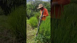 Cultivo de pasto vetiver para la Venta en Medellin y Antioquia - Vivero Los Balsos