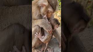 Daily update cute baby monkey and good mom #shorts