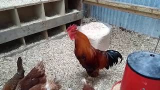 Welsummer Rooster Crowing