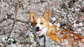 (HD) Goro@Welsh corgi 20090206 Japanese apricot