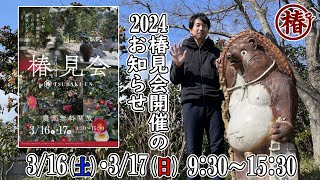 2024椿見会・つばきみかい開催のお知らせ♪椿園の生産農園よりお届けする椿の祭典！春のお花見にぜひお越しください。動画後半はイベント期間外でのご来園についても解説しておりご予約の上お越しいただけます。