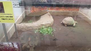 野毛山動物園横浜市西区 ヘサキリクガメ