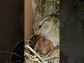 Nonstop Sparrows: Watch These Baby Birds in Action #shortvideo #viralshorts