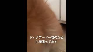 食い意地が張ったコーギーちゃん￼