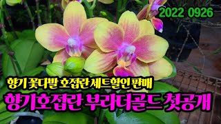 호접란에서 향기가: 부라더골드 첫공개✨향기호접 세트할인판매