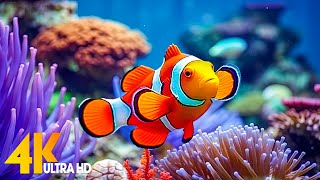 Aquarium 4K VIDEO (ULTRA HD) 🐠 Beautiful Coral Reef Fish - Relaxing Sleep Meditation Music #34