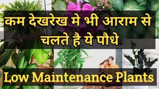 कम देखभाल में चलने वाले पौधे || Low Maintenance Plants || Indoor Outdoor Plants || Perennial Plants