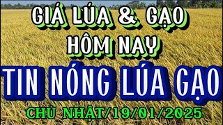 GIÁ LÚA \u0026 GẠO HÔM NAY  CHỦ NHẬT /19/01/2025| Giải Trí Miền Tây