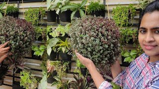 Most beautiful hanging plant propagation: CALLISIA REPENS(Purple Turtle vine,Bolivian Jew)