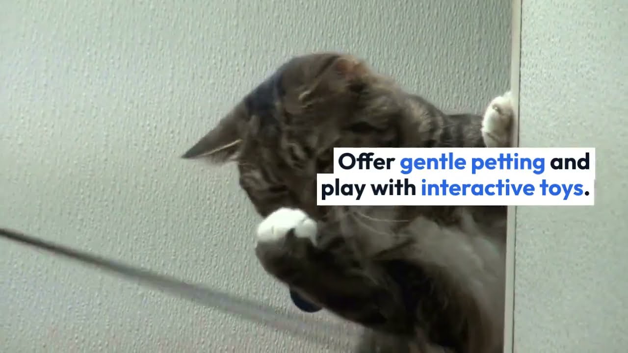 How To Make Your Cat Feel Safe In A New Home Housepetscare