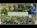 Summer Flowering Plants | The Greenery Garden & Home