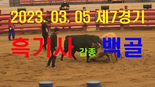 2023.03.05 청도소싸움경기장 제7경기 병종 흑기사 / 백골