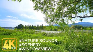 Rest under the shade of a tree in the midsummer forest, the sound of grass bugs and birdsong ASMR 🕊️