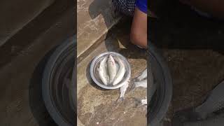 చేపల్ నాన్వెజ్ లో ఉత్తమ ఆహారం😋👌#ytshorts #viral #fish #nonveg