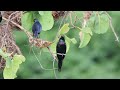 metallic starlings at etty bay nov 2023