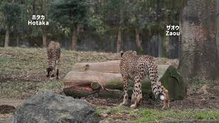 デュラ親子の狩りごっこ　多摩動物公園　チーター　デュラ親子