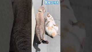 大事な話がある！＃shorts、 #funny、＃Cat,