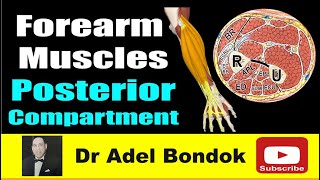 How do you Remember Every Muscle in the Forearm, Posterior Compartment? Dr Adel Bondok