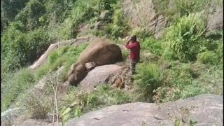 மேகமலை உச்சியிலிருந்து உருண்டு விழுந்த யானை - தண்ணீர் தேடி வந்தபோது உயிரிழந்த சோகம்