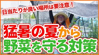 家庭菜園や農園で猛暑の夏から野菜を守る！日当たりが良い場所は要注意！強い日差しや暑さを和らげる４つの対策を徹底解説！【農園ライフ】