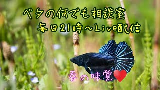 新着ワイルドベタ撮影中♬【2021年8月5日】ベタの何でも相談室別館